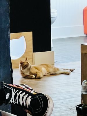 Denver Cat Company by null