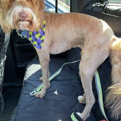 Whiskers Dog Spa Giftly Beautiful Gift Card Alternative