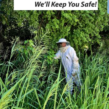 Paradise Pest Solutions - Stinging insect control (NO RELOCATION) - Pest Control Near Me - Key Largo, Florida Paradise Pest Solutions - Stinging insect control (NO RELOCATION) - Pest Control Near Me - Key Largo, Florida