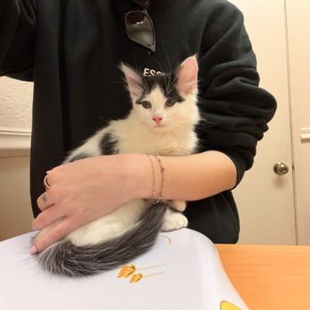 Trinity Pet Hospital - Oreo's first appt! - Veterinarians Near Me - Laguna Hills, California