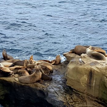 La Jolla Cove - Seals laying on a rock - Parks Near Me - La Jolla, California La Jolla Cove - Seals laying on a rock - Parks Near Me - La Jolla, California