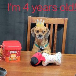 Forgotten Tails - Mugsy was adopted from Forgotten Tails almost four years ago. He just celebrated his birthday.
