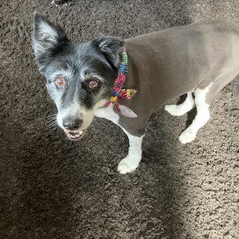 Pretty Paws Grooming Salon - Pet Groomers Near Me - Parma, Idaho Pretty Paws Grooming Salon - Pet Groomers Near Me - Parma, Idaho