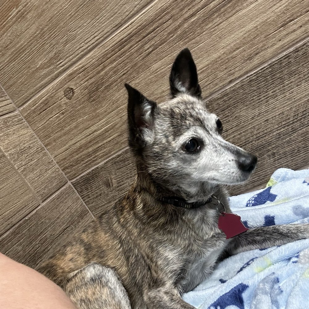 Foland Veterinary Services - Nessi @ the vet - Veterinarians Near Me - Weatherford, Texas Foland Veterinary Services - Nessi @ the vet - Veterinarians Near Me - Weatherford, Texas