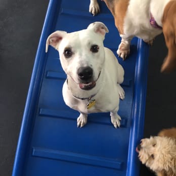 Paws Pet Resort - Love that they send me pics while I'm away! - Pet Sitting Near Me - San Clemente, California Paws Pet Resort - Love that they send me pics while I'm away! - Pet Sitting Near Me - San Clemente, California