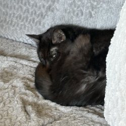 All Pets Pet Sitting