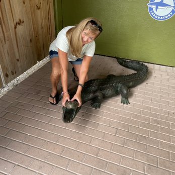 Island Shuttles - Wrestle and Alligator ( not real) - Airport Shuttles Near Me Island Shuttles - Wrestle and Alligator ( not real) - Airport Shuttles Near Me