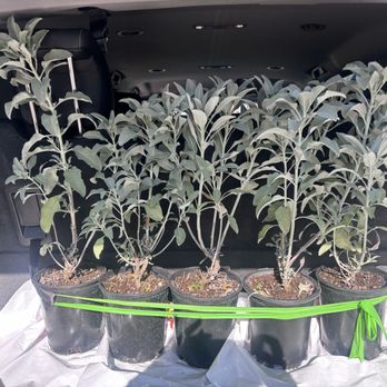 Garden View Nursery - The babes! - Nurseries & Gardening Near Me - Irwindale, California Garden View Nursery - The babes! - Nurseries & Gardening Near Me - Irwindale, California