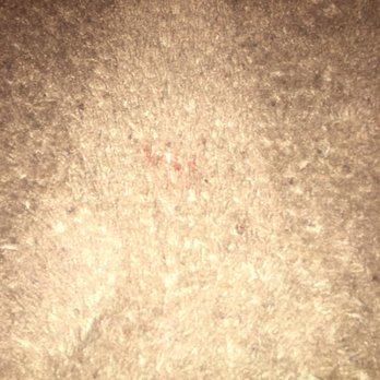 Carpet Steamers - Carpet Cleaning Near Me - Henderson, Nevada
