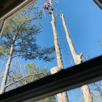 Southeast Tree - Tree Services Near Me - Marietta, Georgia