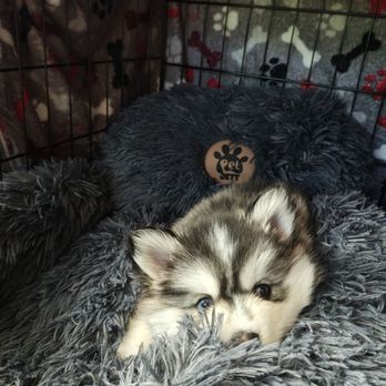 Magnum Pomskies - Luxury - Pet Adoption Near Me - St. Francis, Minnesota Magnum Pomskies - Luxury - Pet Adoption Near Me - St. Francis, Minnesota