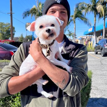 Dapper Dog Spa - Milo - Pet Groomers Near Me - Whittier, California