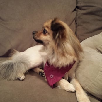 Bubble Up Dog Wash - Our little lady after her day at the doggie spa. - Pet Groomers Near Me - Santa Ana, California