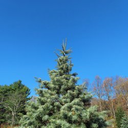 Whispering Tree Tops - Concolor Fir