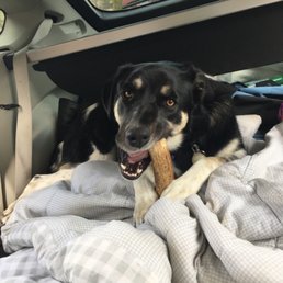 Luna loves her treats from Scraps Dog Co! Forget Petco and PetsMart! Go here! You won't regret it! Luna loves her treats from Scraps Dog Co! Forget Petco and PetsMart! Go here! You won't regret it!