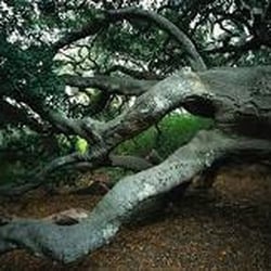 Blue Sky Tree Service - Tree Fallen, Tree Removal in Bandon, OR