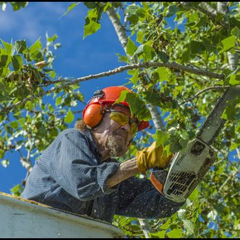 George Wilkinson Tree Service - Tree Services Near Me - Old Town, Florida George Wilkinson Tree Service - Tree Services Near Me - Old Town, Florida