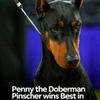 Westminster Kennel Club Dog Show gift card