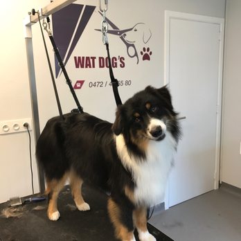 Wat Dog's - Pet Groomers Near Me - Waterloo, WBR
