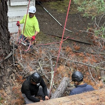 M&D Tree Service - Own crew - Tree Services Near Me - Orinda, California M&D Tree Service - Own crew - Tree Services Near Me - Orinda, California