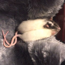 the two rats I purchased. they're bonded and sweet with each other. the two rats I purchased. they're bonded and sweet with each other.