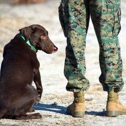 Urban K9 - Military Discounts available