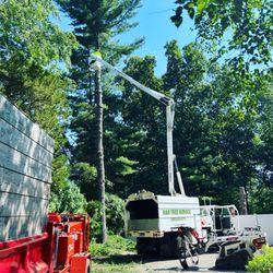 R & S Tree Service - Pine take down