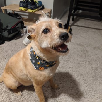 Urban Pet Spaw - Photo of another groomer's version of puppy cut. - Pet Groomers Near Me - El Cajon, California Urban Pet Spaw - Photo of another groomer's version of puppy cut. - Pet Groomers Near Me - El Cajon, California