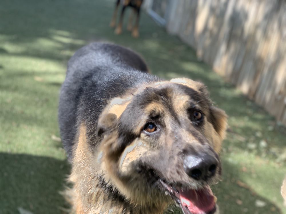 BARK!THE BOUTIQUE HOTEL FOR DOGS 55 Photos & 59 Reviews 2100