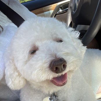 Groomingville - Thank you Jaimie - Pet Groomers Near Me - Rockville, Maryland