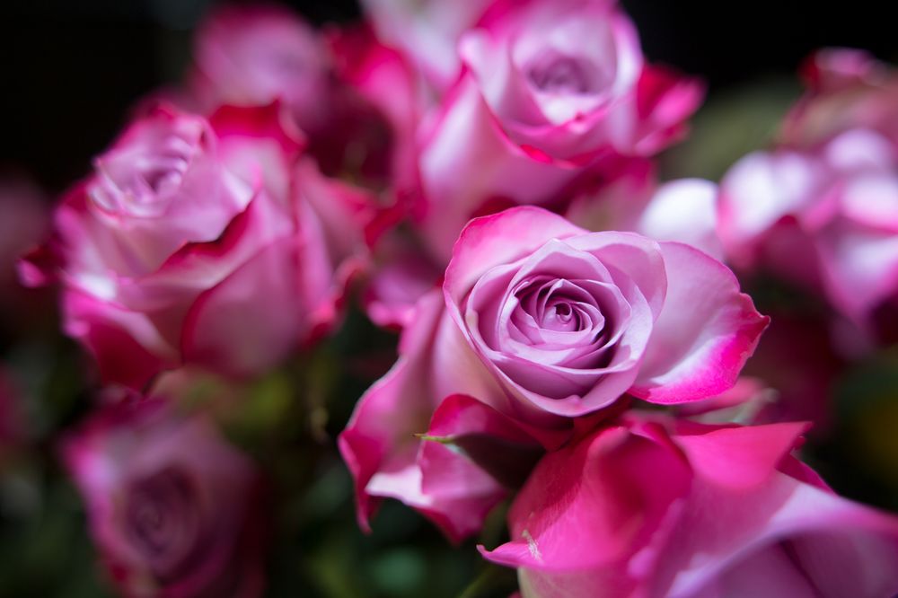 FLOWER NEST 46 Photos 248 Plaza Rd, Kingston, New York Florists