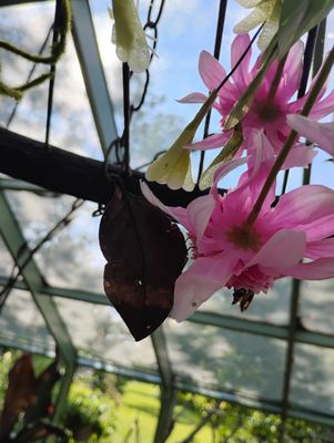 Wings of Mackinac by null