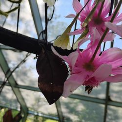 Wings of Mackinac - You can see the Fabric of the flowers