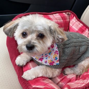 Pet Care Plus - Pet Groomers Near Me - Chicago, Illinois Pet Care Plus - Pet Groomers Near Me - Chicago, Illinois