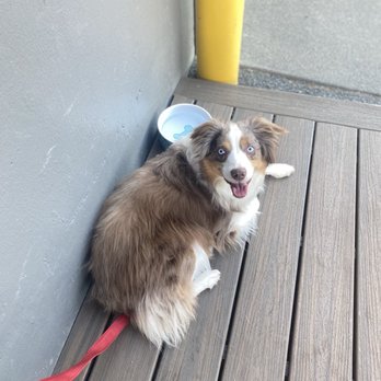 Wildwood Spirits - Dog friendly with a bowl of water and treats from staff - Distilleries Near Me - Seattle, Washington