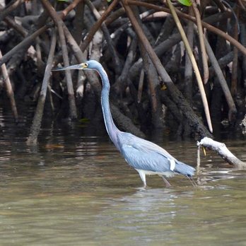 Mangroveman Charters - a tricolored heron in the mangroves - Fishing Near Me - Naples, Florida Mangroveman Charters - a tricolored heron in the mangroves - Fishing Near Me - Naples, Florida
