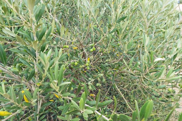 Texas Hill Country Olive Co. by null