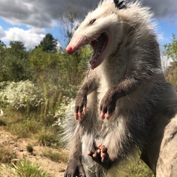 Outfront Bat Control & Wildlife Removal - Wildlife Control Near Me Outfront Bat Control & Wildlife Removal - Wildlife Control Near Me