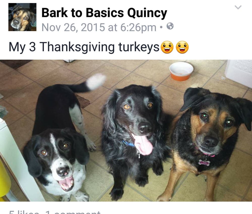 BARK TO BASICS QUINCY Updated October 2024 10 Photos 166 W Elm