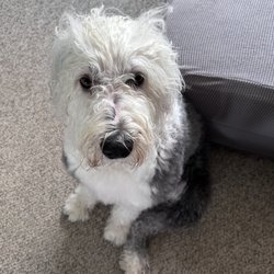 The Dog Spaw Giftly Email, Text or Print, 141 W Commercial St