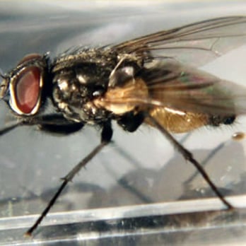 NW Pest Control - House Fly Extermination - Pest Control Near Me - Waltham, Massachusetts NW Pest Control - House Fly Extermination - Pest Control Near Me - Waltham, Massachusetts