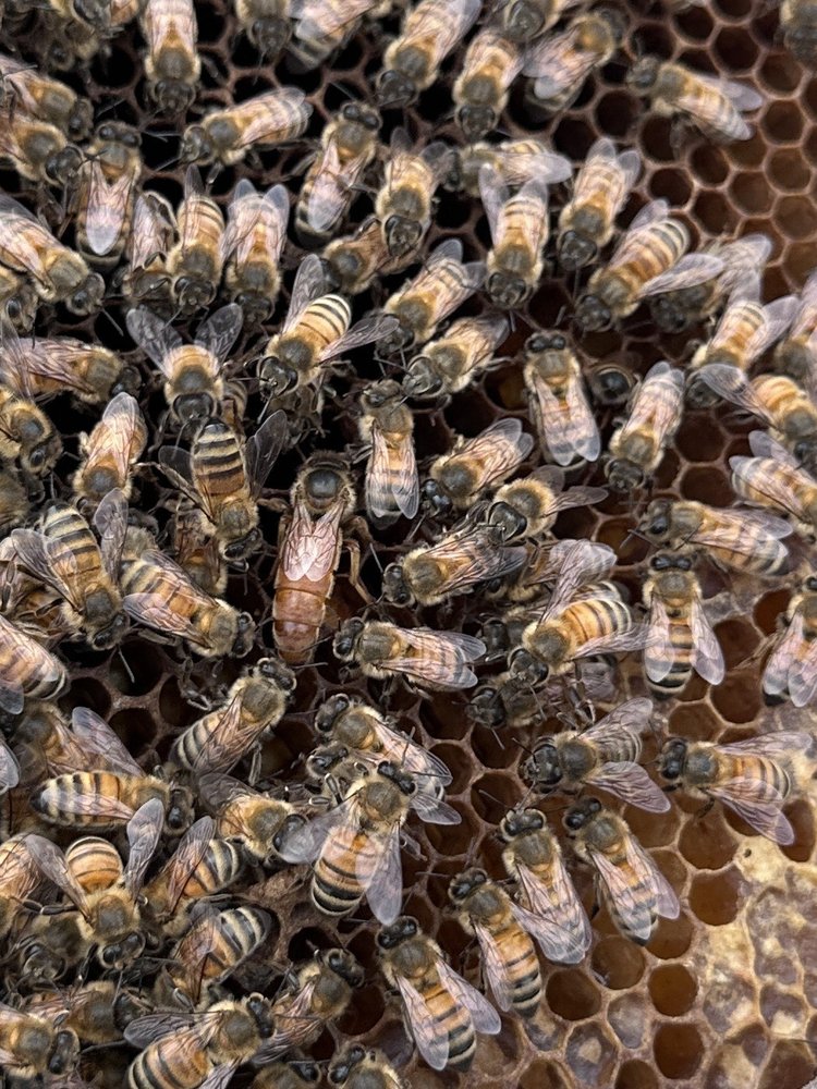 Rare Hawaiian Honey Company Logo