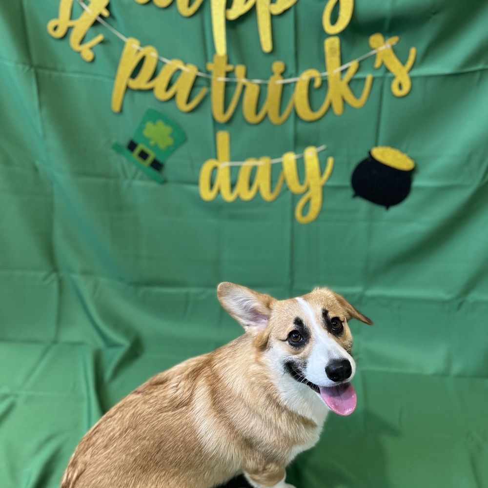 Dogdrop - Pet Sitting Near Me - Los Angeles, California Dogdrop - Pet Sitting Near Me - Los Angeles, California