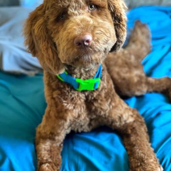 The Hairy Dog - Pet Groomers Near Me - Phoenix, Arizona The Hairy Dog - Pet Groomers Near Me - Phoenix, Arizona