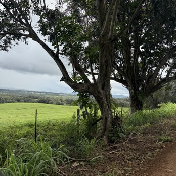 Kipu Ranch Adventures - T20 zipping down the path. - Tours Near Me - Lihue, Hawaii Kipu Ranch Adventures - T20 zipping down the path. - Tours Near Me - Lihue, Hawaii