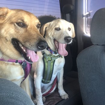 Zoom Room Dog Training - On their way to their favorite place...Arrowhead Zoom Room! - Pet Training Near Me - Peoria, Arizona Zoom Room Dog Training - On their way to their favorite place...Arrowhead Zoom Room! - Pet Training Near Me - Peoria, Arizona