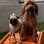 Photo of Dogtopia