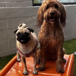 Dogtopia - Endless fun during pool day