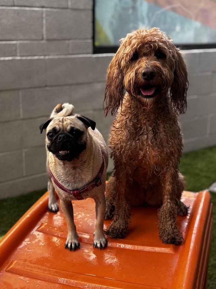 Dogtopia - pet boarding facility in Scottsdale, AZ
