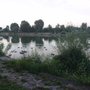 Photo of Flamingo
